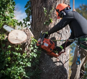 Tree Removal & Tree Trimming services in Vancouver WA and Portland metro area small image
